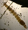 midge larvae, chironomus sp..jpg